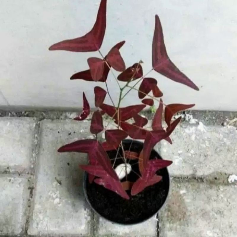 TANAMAN HIAS OXALIS BATIK MERAH