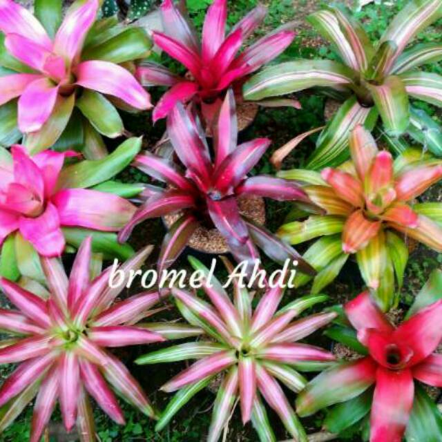 Paket 9 tanaman bromelia