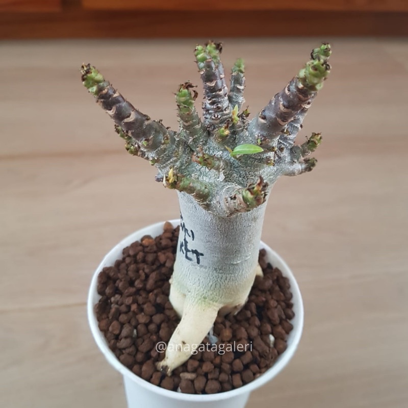 Adenium Karakter ID BLACK WKL x KLT B | Kaktus Gymno Euphorbia