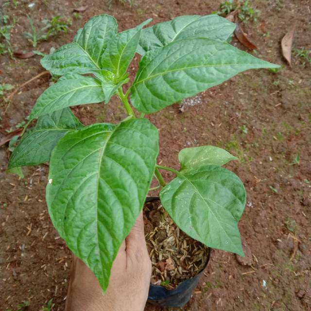 Bibit pohon cabai rawit/ pohon cabai rawit setan