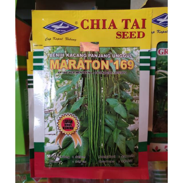 

Benih kacang panjang MARATON 50 gram kacang panjang unggul dari CAP KAPAL TERBANG