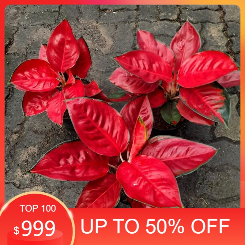 paket 3 bonggol aglonema suksom