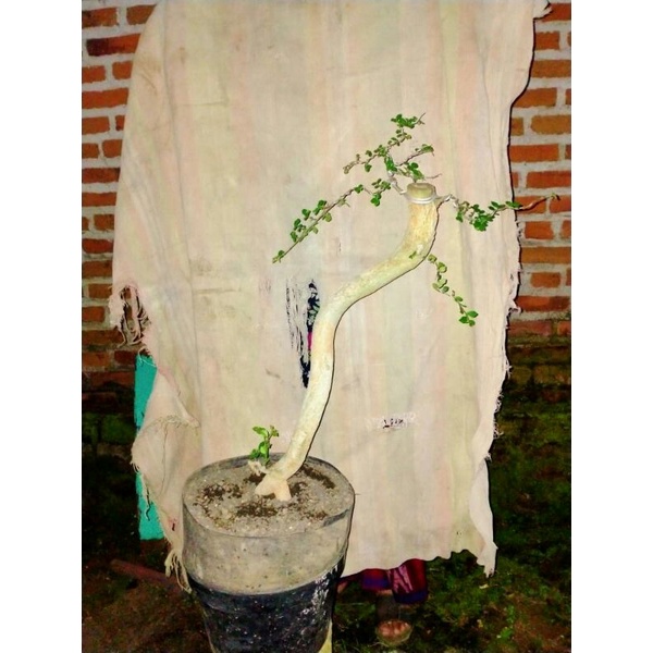 bonsai bahan serut bunjin medium