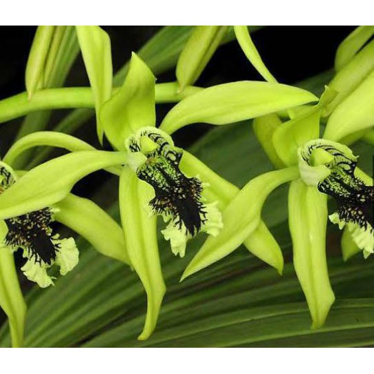 Anggrek Coelogyne Pandurata atau Anggrek Hitam