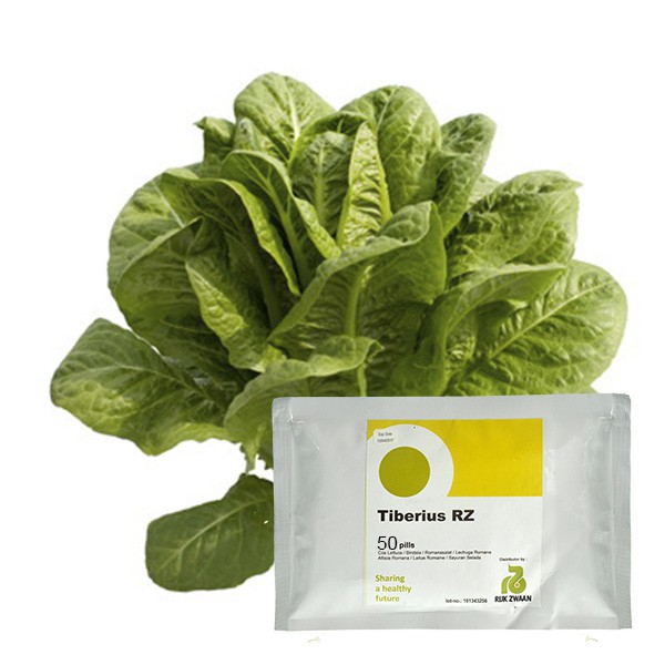 Jual Benih Bibit Biji Selada Tiberius Rz Cos Lettuce Romaine Rijk Zwaan Shopee Indonesia 2662