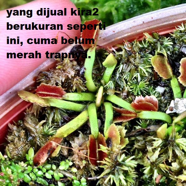 VFT Wacky Trap 2cm