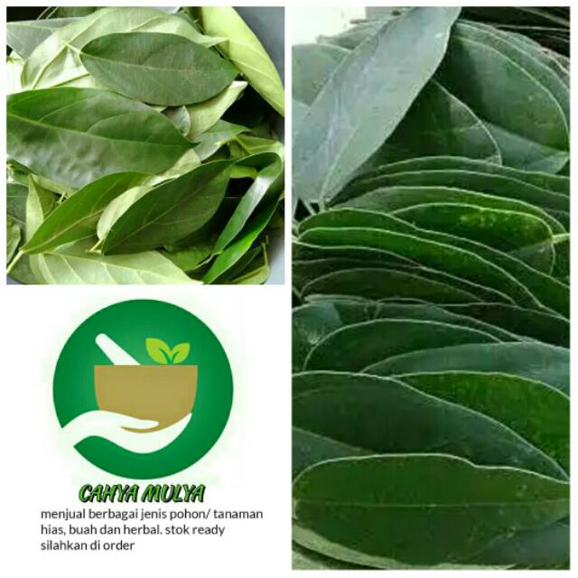 Daun cincau hijau perdu segar 1 kg- daun cingcau hijau segar- herbal alami