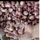 

BAWANG MERAH BREBES ASLI SEGAR