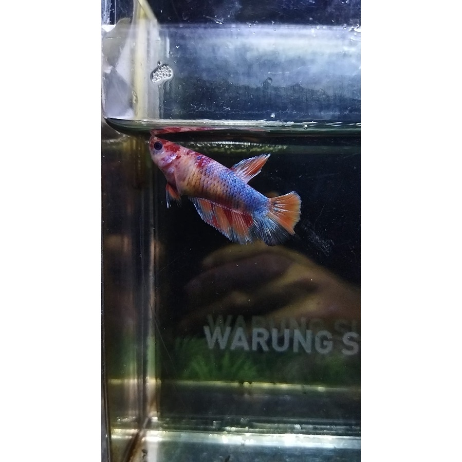 CUPANG FEMALE/BETINA HALFMOON NEMO MULTICOLOR 100% RALPICT (KODE6)