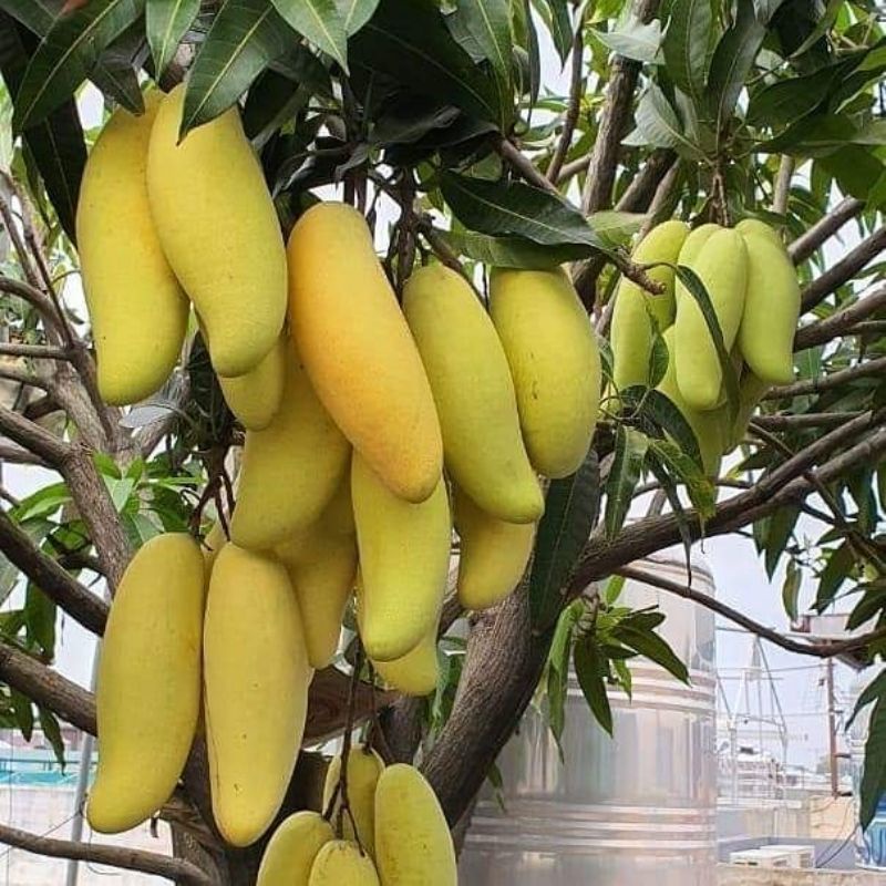 Bibit buah mangga banana super unggul | bisa tabulampot