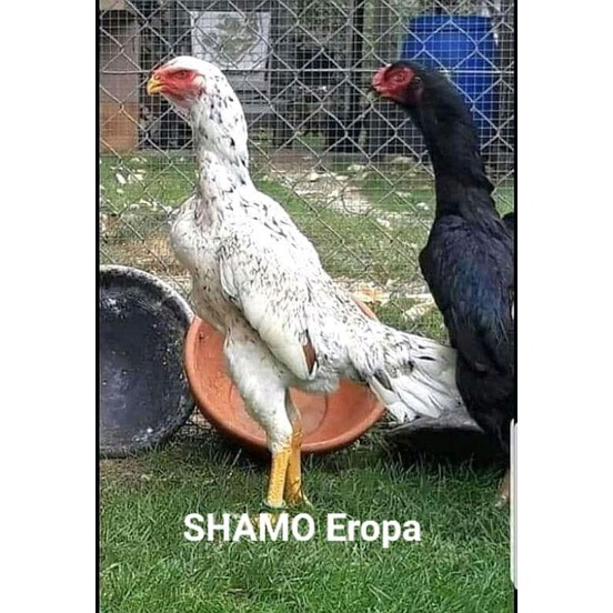 

telur fertil ayam oshamo eropa