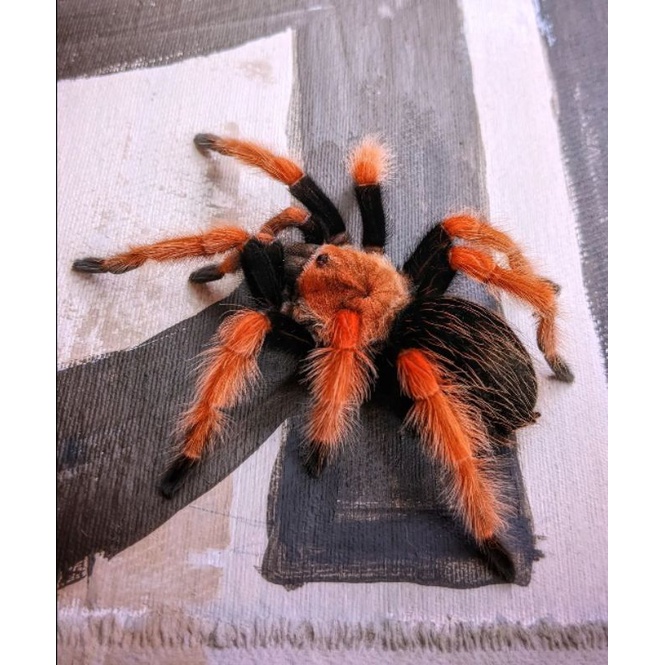 Tarantula Brachypelma Boehmei 5cm (Dapet Bonus Boehmei sling 2cm)