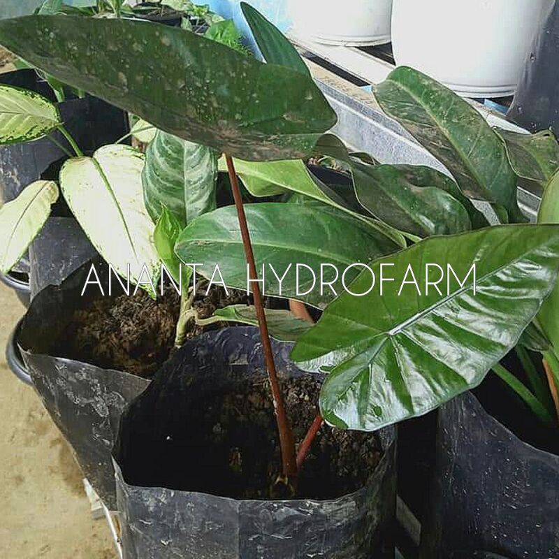 Keladi Hitam Bibit Alokasia Lompong Hitam Sente Hitam Talas Hitam Alocasia Plumbea Nigra Shopee Indonesia