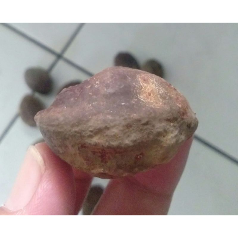 Kemiri Adu Muncang Adu Nyonyo Super Jogja Jatohan