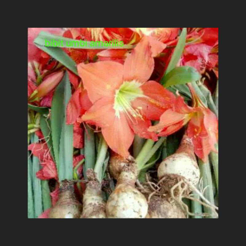 bibit umbi amarilis,bunga amarilis,umbi amarilis/bunga bakung