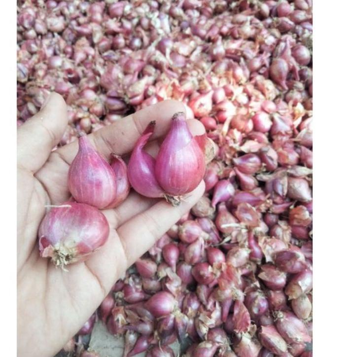 

NEW 8736 BAWANG MERAH BREBES KERING LANGSUNG PETANI ㅀ