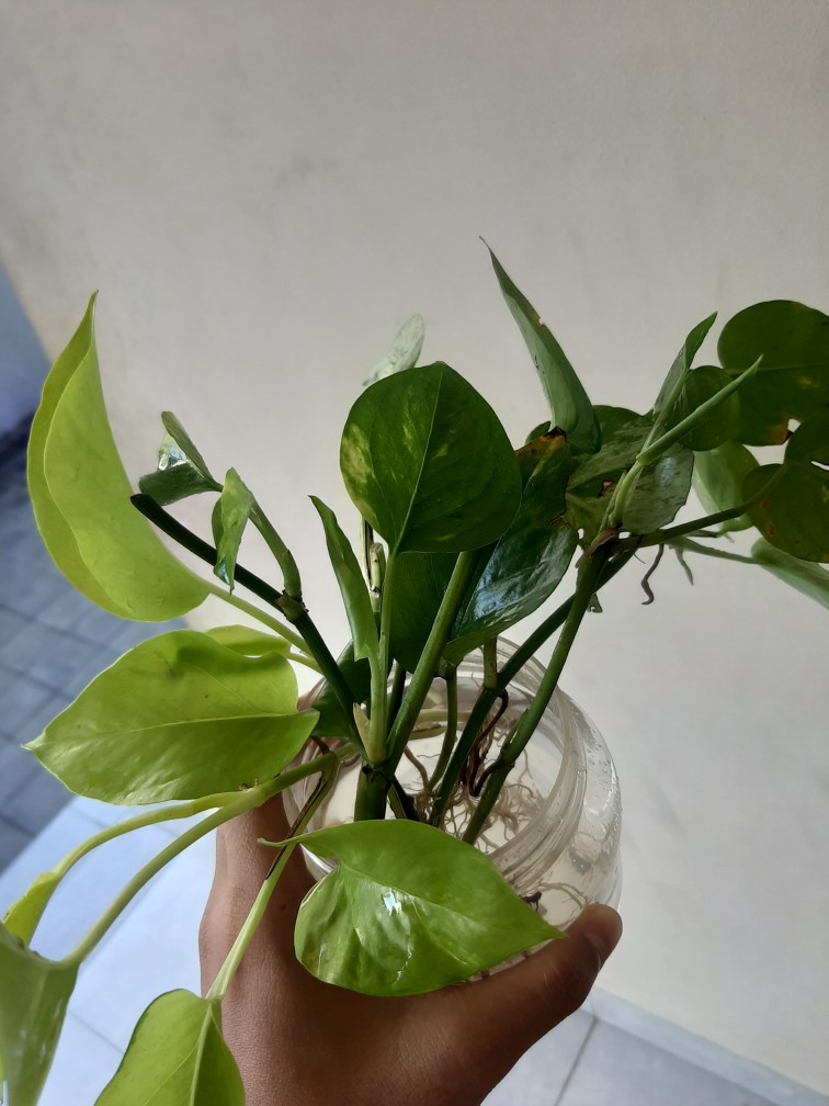 Paket Tanamn Hias Sirih Gading - Paket 4 Tanamn Hias Sirih Gading