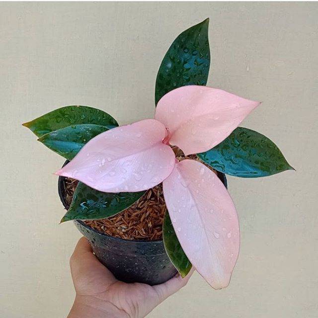 kiranagarden tanaman hias philodendron pink  congo 