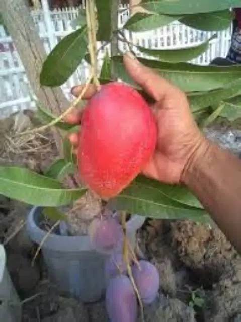 Bibit mangga garifta merah