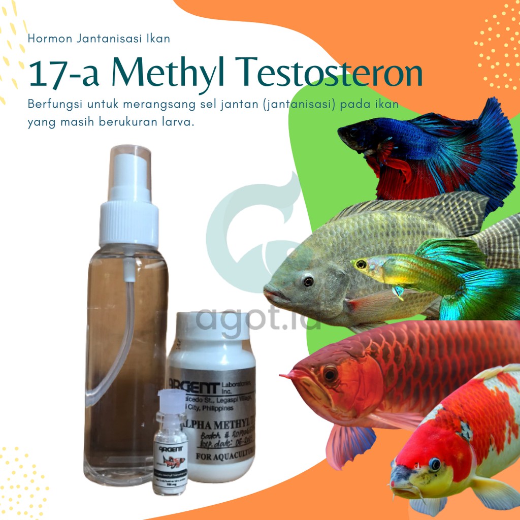 17A metil testosteron hormon jantanisasi ikan 400mg / 17 A MT Testosteron 100mg