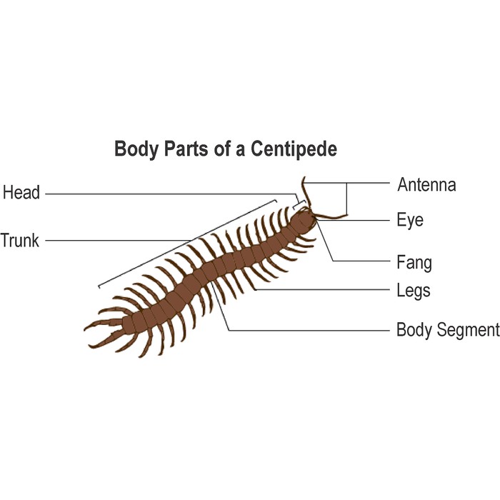 Mainan Kelabang Karet 12CM ( Bahan Karet ) / Mainan Centipede KARET