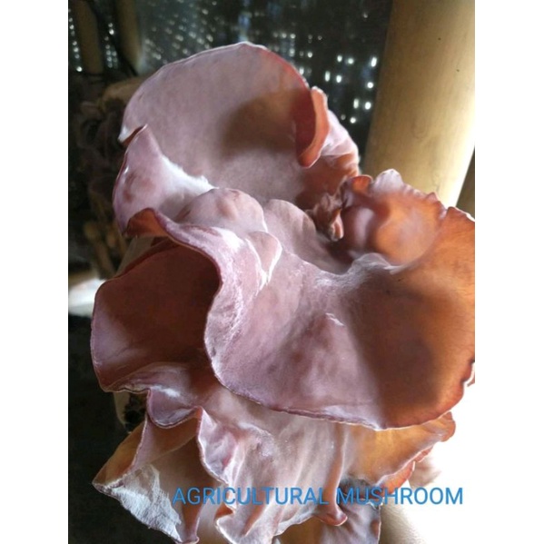 

baglog jamur kuping