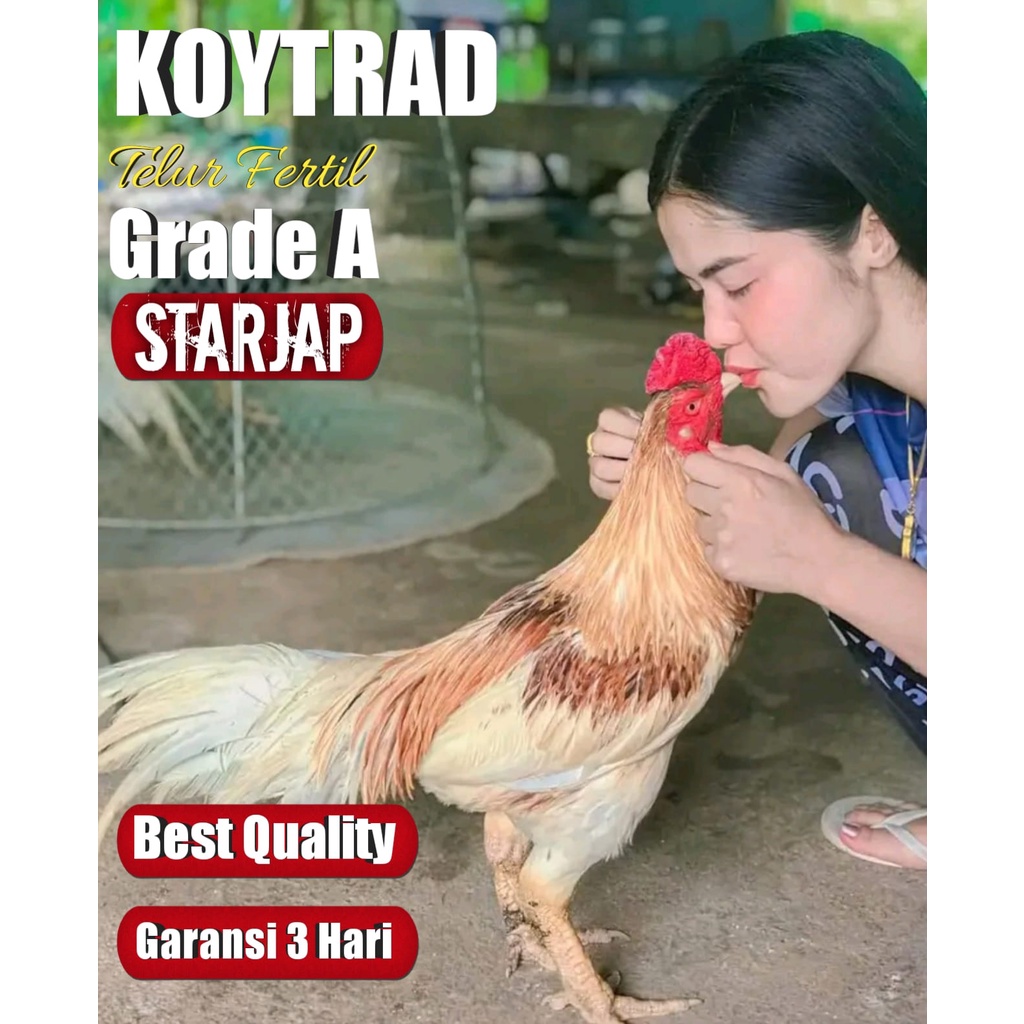 telur ayam bangkok asli koytrad white super brutal