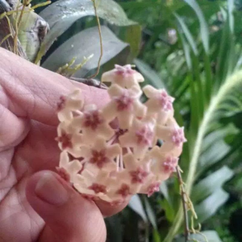 Bibit stek hoya daun besar macrophylla | Tanaman gantung