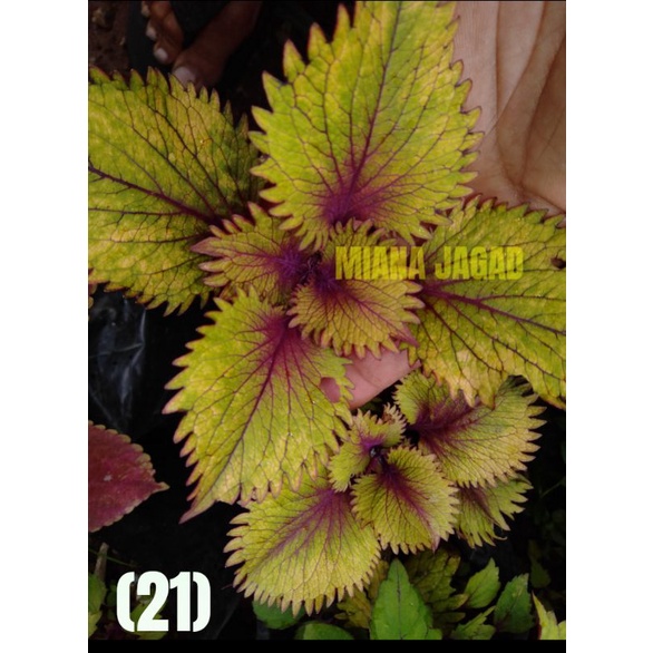 Miana Kerang Cinta❤️