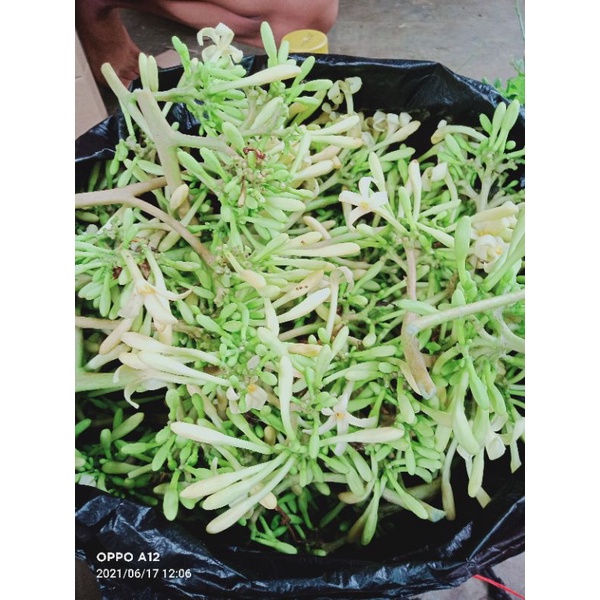 

promo kembang pepaya segar 1kg