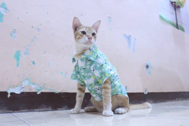 Kemeja hijau motif kambing lucu untuk kucing dan anjing / baju kucing murah size S M L XL