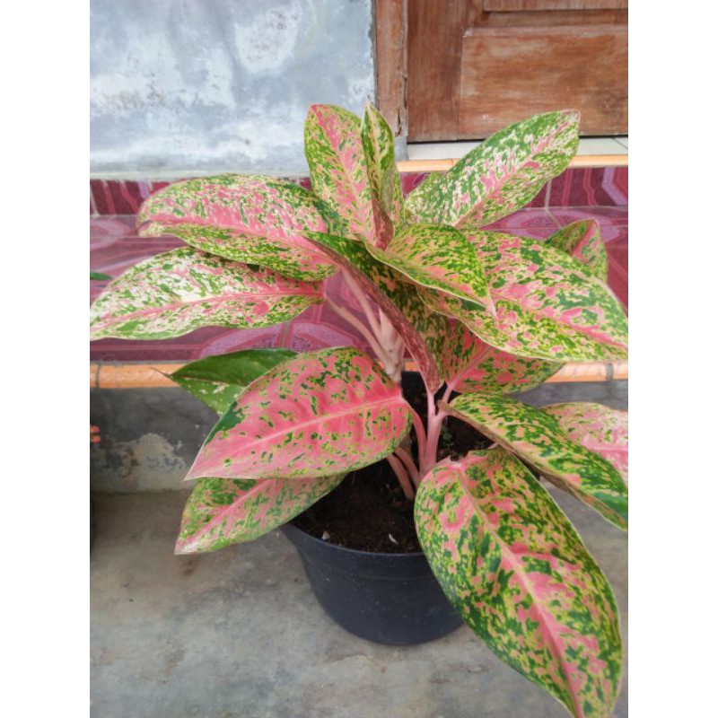 Aglonema bigroy rumpun berat 1kg