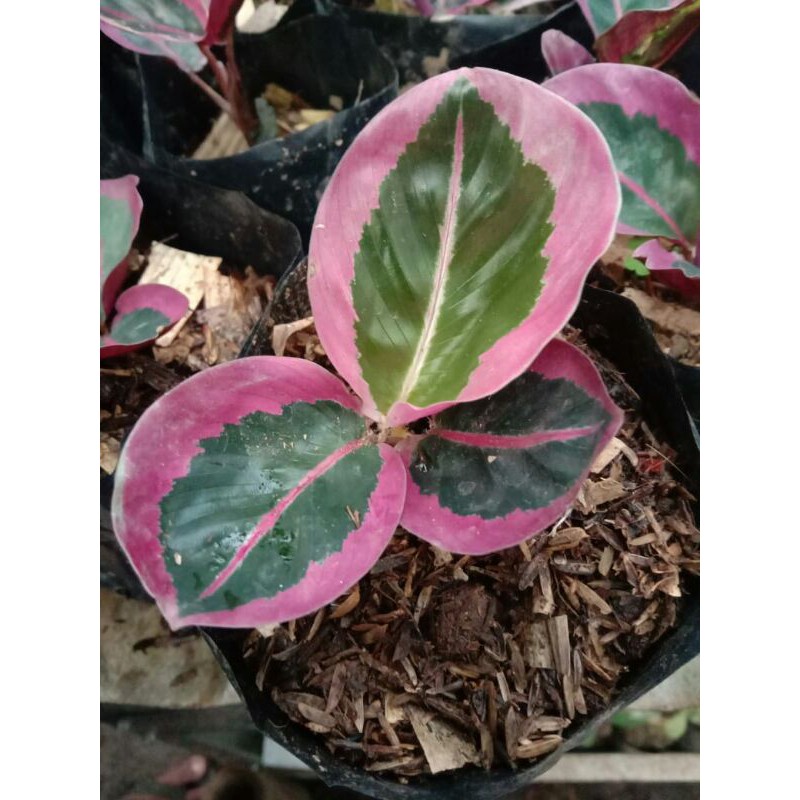 Calathea Marion Pink sintia ping
