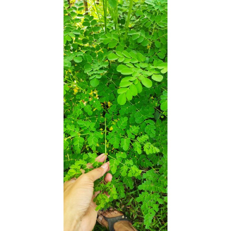 

Promo Daun Kelor Segar / Daun Moringa Oleifera Segar baru Petik dari pohon