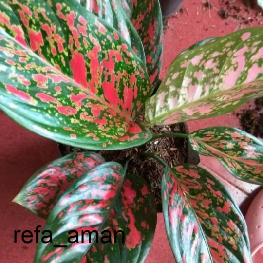 tanaman hias aglonema venus pohon a bbukglaonema