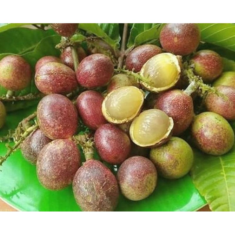 BIBIT BUAH MATOA SUPER UNGGUL