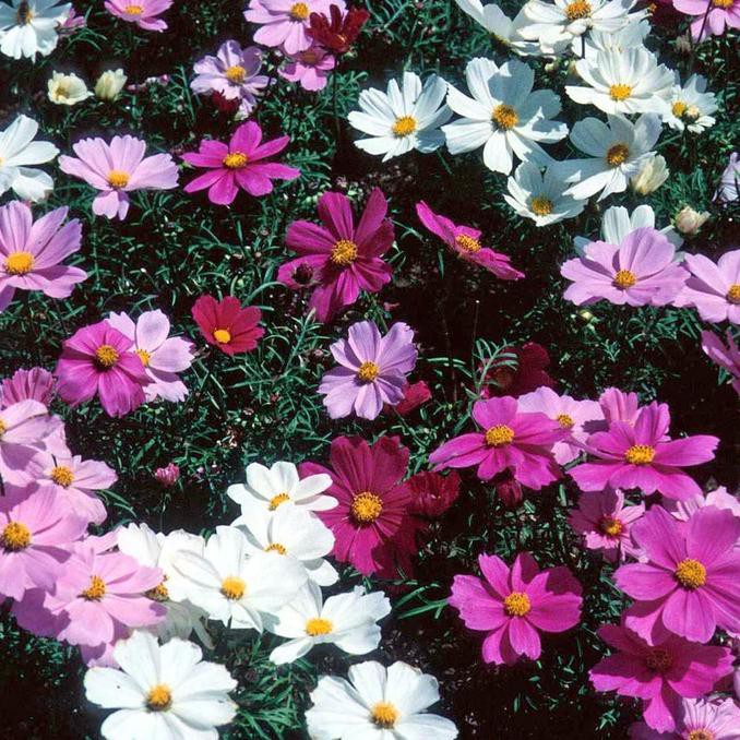 

SALE 40% Benih/Bibit/Seed Bunga Cosmos Dwarf Mix Bunga Warna Cerah BERMUTU