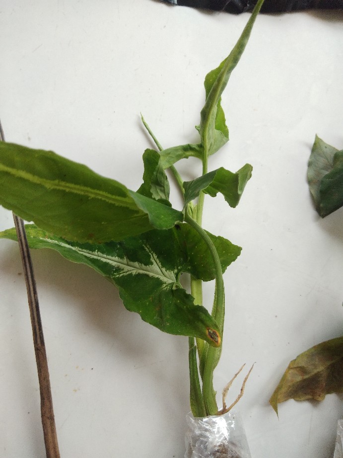 Keladi Tikus Terbaik