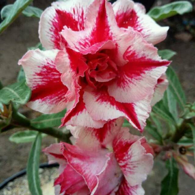 Bibit Adenium tumpuk