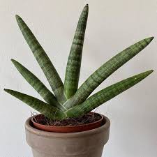 tanaman sansevieria boncel (Sansevieria cylindrica var. patula) cylindrica mini/kecil