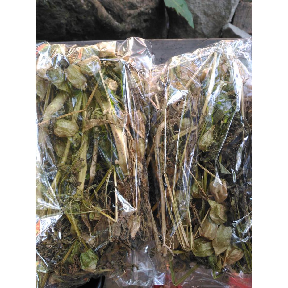 CIPLUKAN KERING MURAH | POHON CIPLUKAN CECENDET | OBAT HERBAL REMATIK