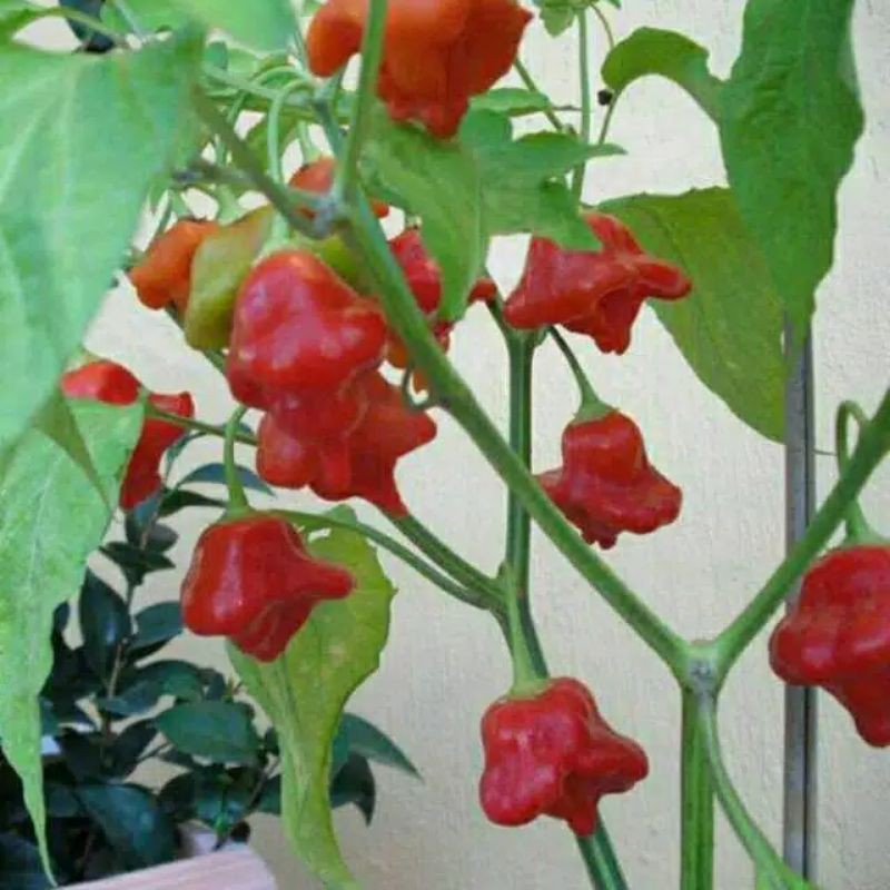 Benih Biji Tanaman Sayuran Cabe Hias BISHOP CROWN IMPORT