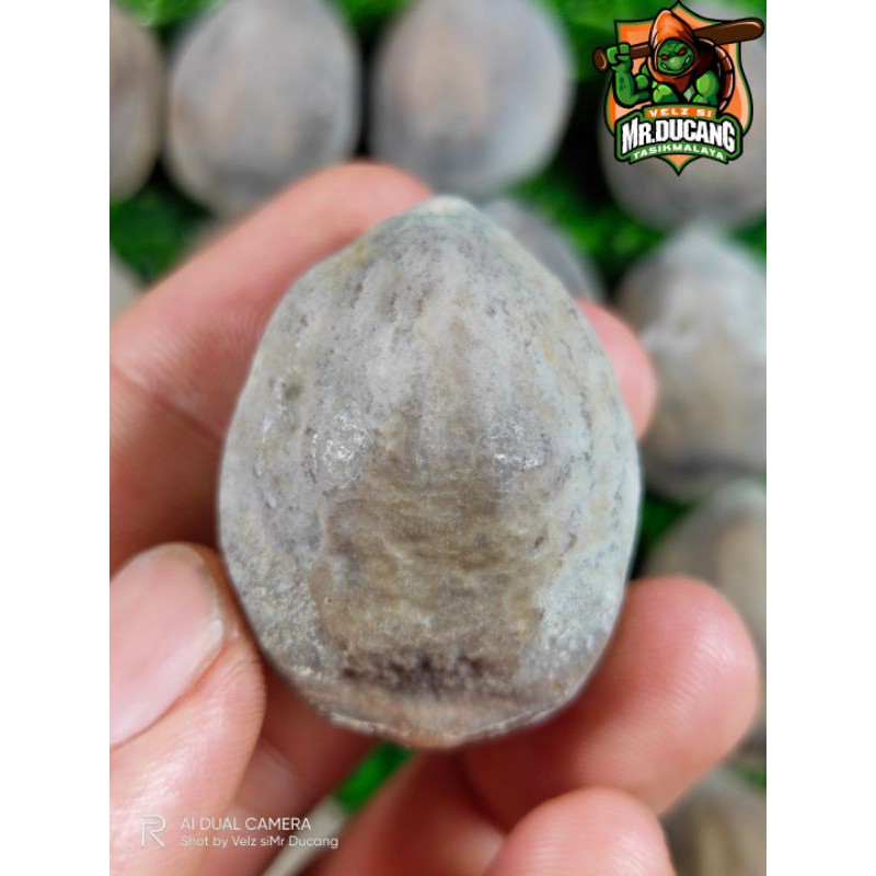 MUNCANG ADU PEDANG SILET ORI 100%