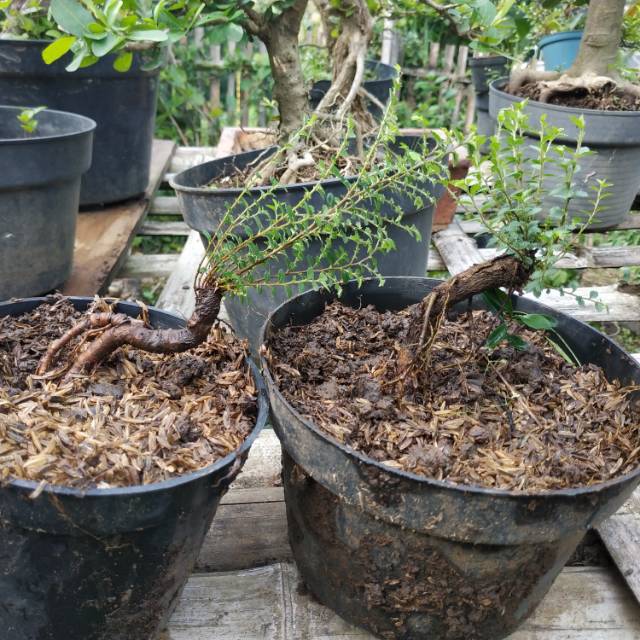 Bahan Bonsai Ulmus Super Micro Impor