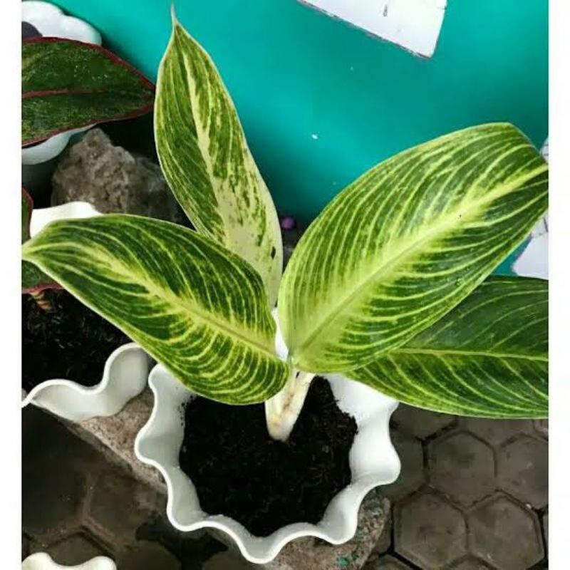 Aglaonema DIVEN GOLD tanaman hias