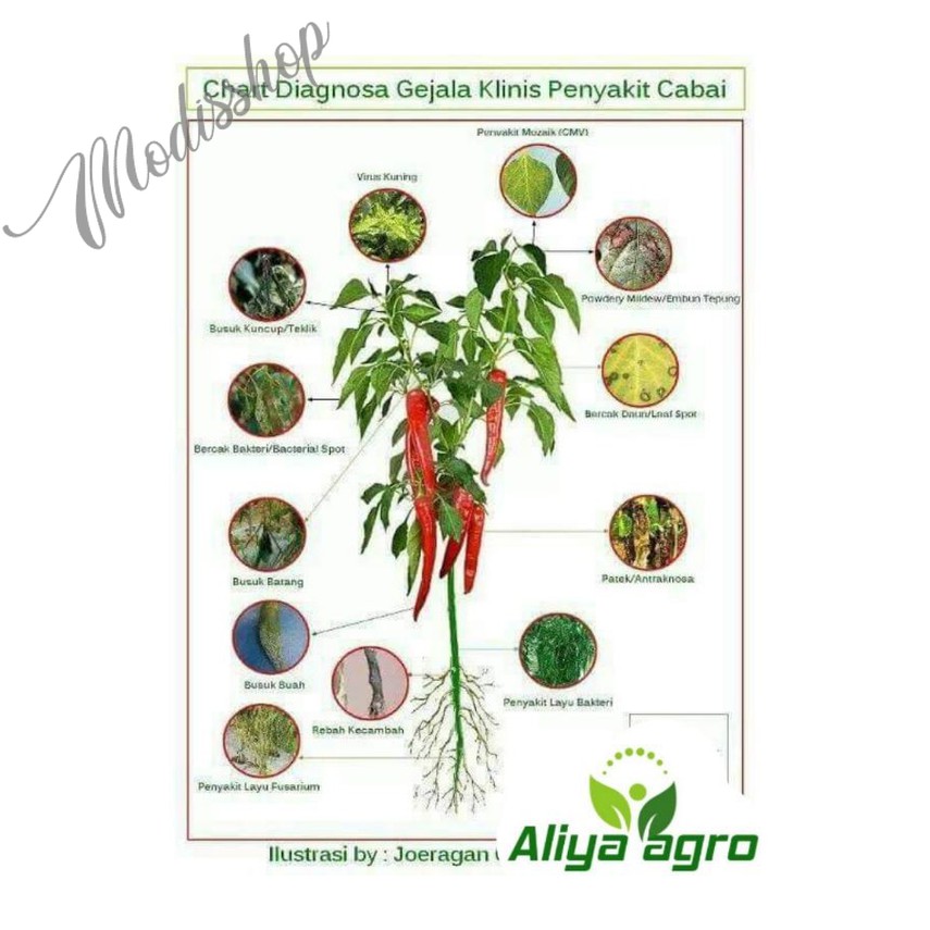 OBAT PERTANIAN KOGE 100GR UNTUK MENGATASI BUSUK CABE