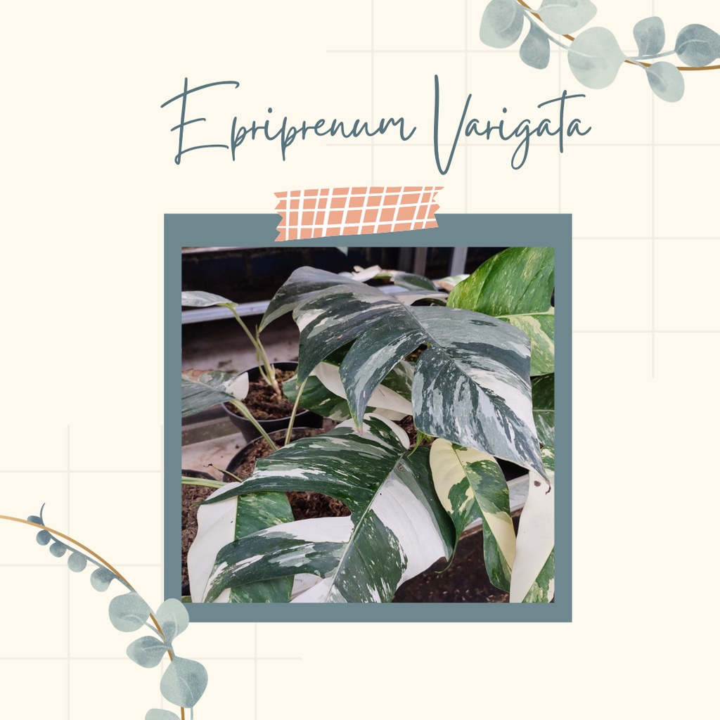 Tanaman Hias Epipremnum Variegata Tanaman Epipremnum Variegata Cantik Murah