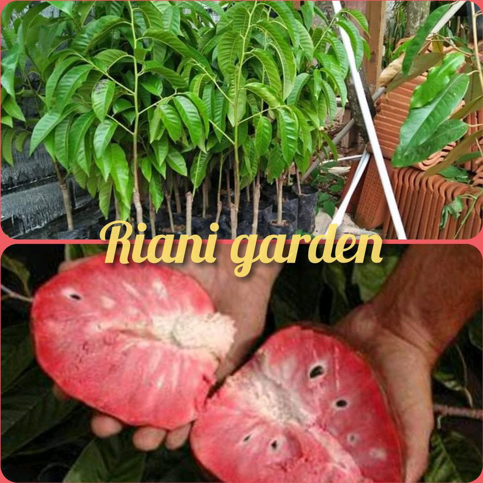 RO* BIBIT SRIKAYA MERAH JUMBO ATAU BUAH NONA #_*