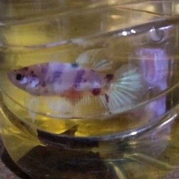 

ikan cupang hias jantan siap kawin