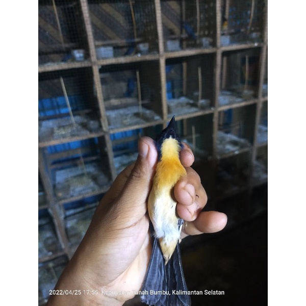 tledekan bakau kalimantan